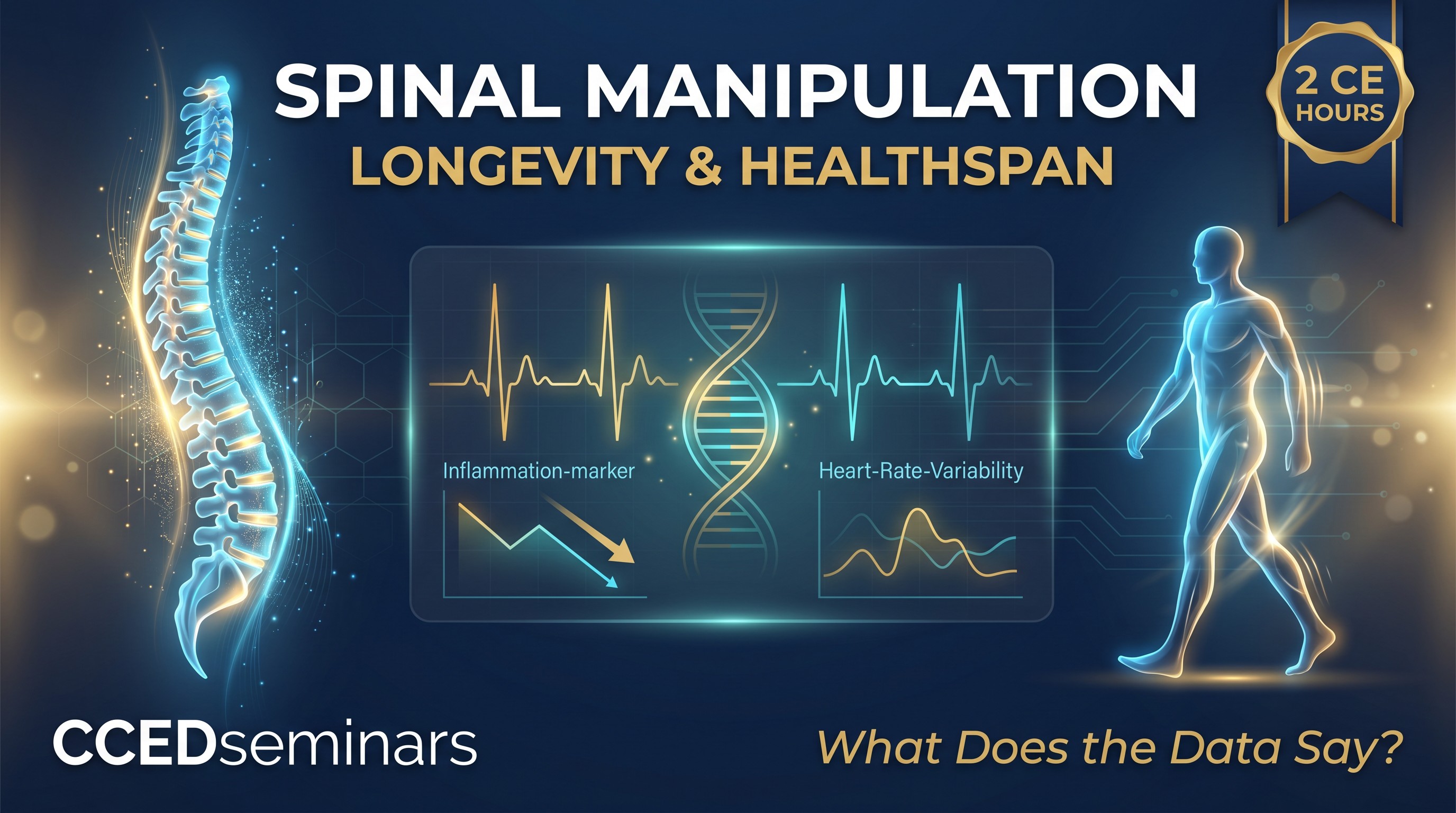 Anatomical illustration of the human spinal column in navy linework with a gold heart-rate-variability (HRV) waveform arcing to the right and subtle autonomic flow lines from brainstem to sacrum — visual summary of spinal manipulation's measurable effects on inflammation, HRV, and longevity-relevant outcomes