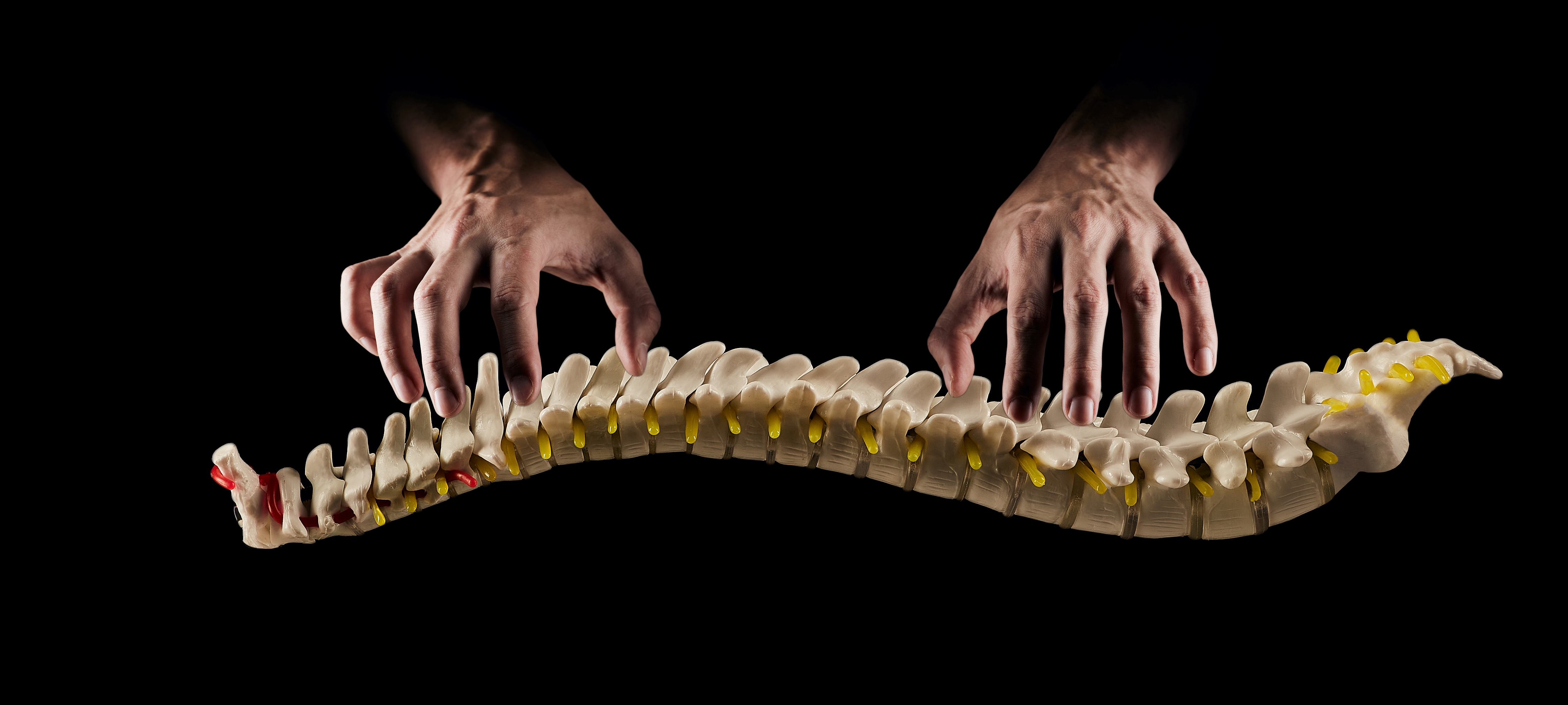 Image of spine on our chiropractic CE spinal sports injury management page