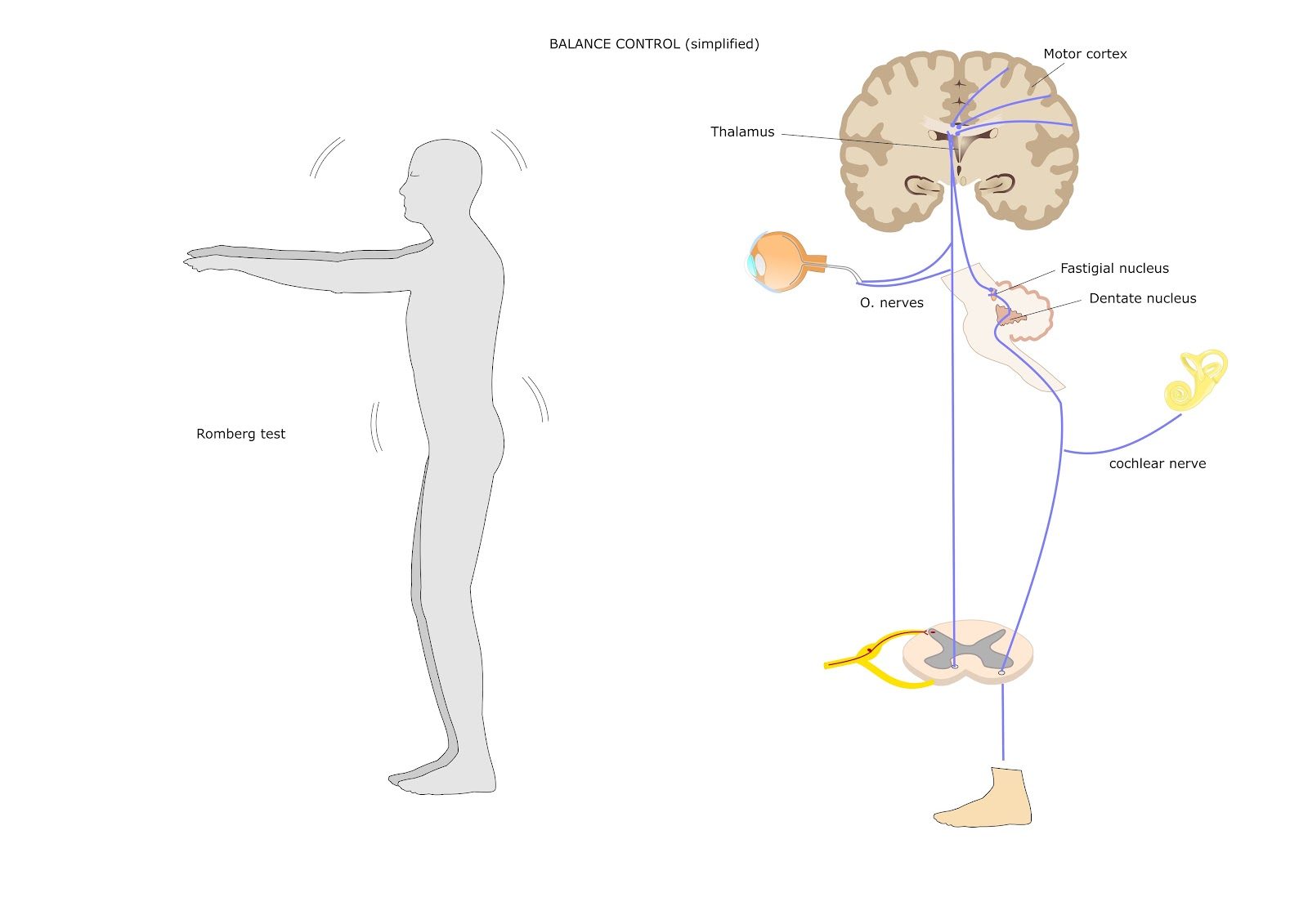 Simplified line diagram of the Romberg test: a standing figure with arms extended beside a labeled balance-control pathway running from the eye and inner ear through the brain to the foot — Orthopedics 209, the Romberg sign
