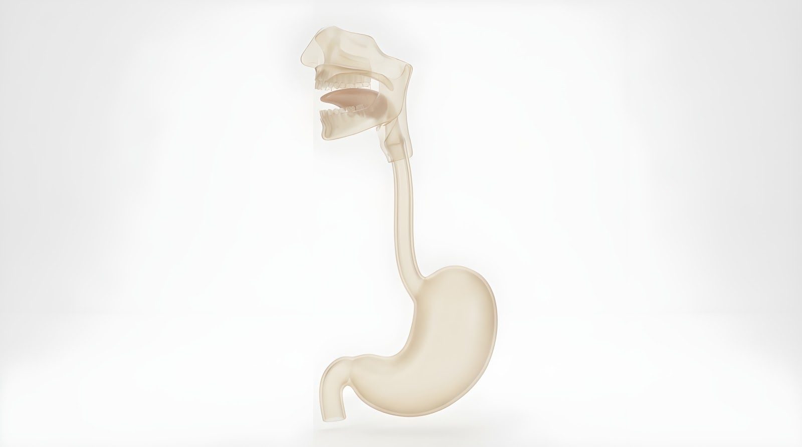 A 3D anatomical rendering of the esophagus and stomach isolated on white — the gastrointestinal tract that Nutrition 225 teaches chiropractors to assess with stool analysis, SIBO breath testing, permeability testing and microbiome profiling