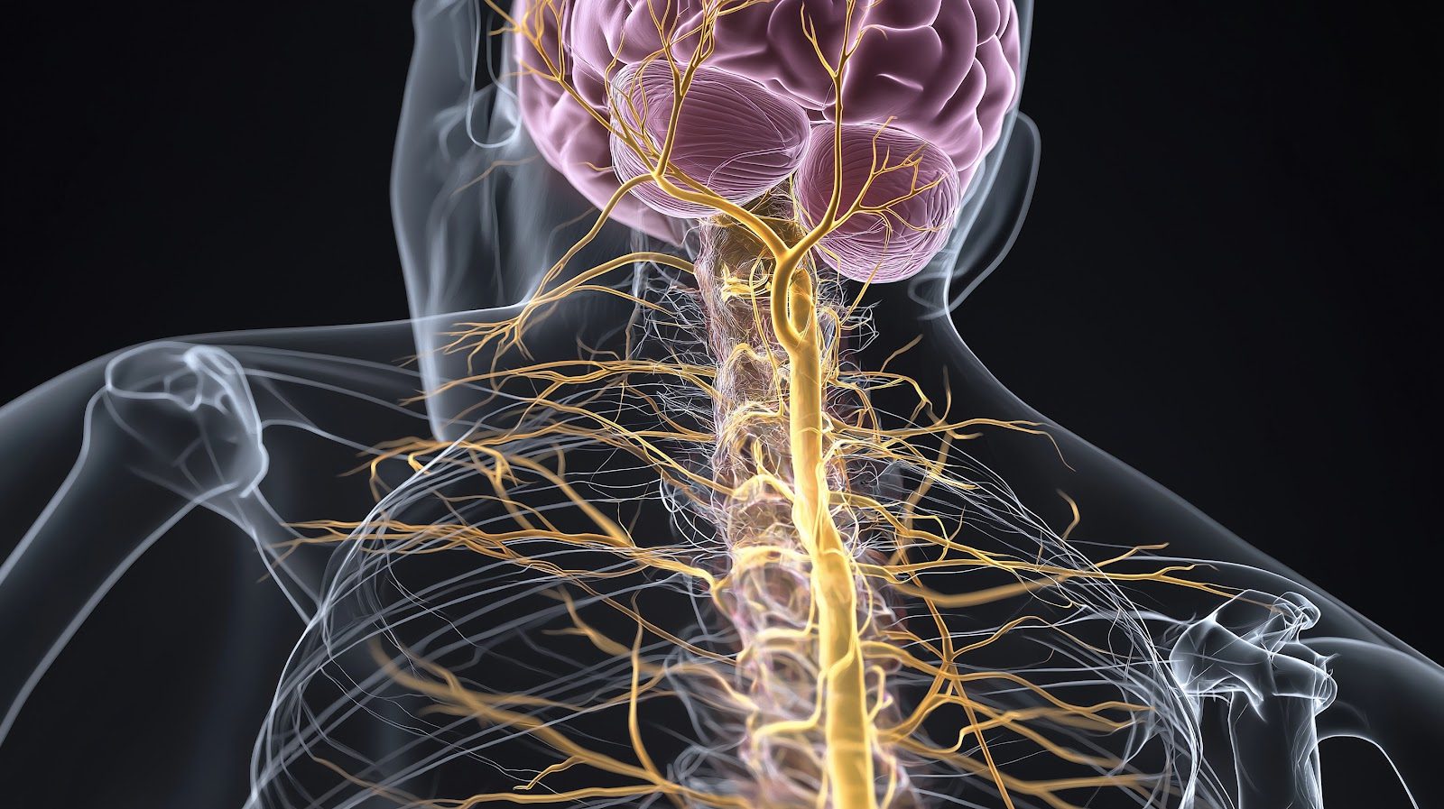 A 3D rendering of the brain, spinal cord and branching peripheral nerves in yellow inside a translucent gray torso — the central and peripheral nervous systems that Nutrition 247 teaches chiropractors to optimize with vitamins, minerals and diet