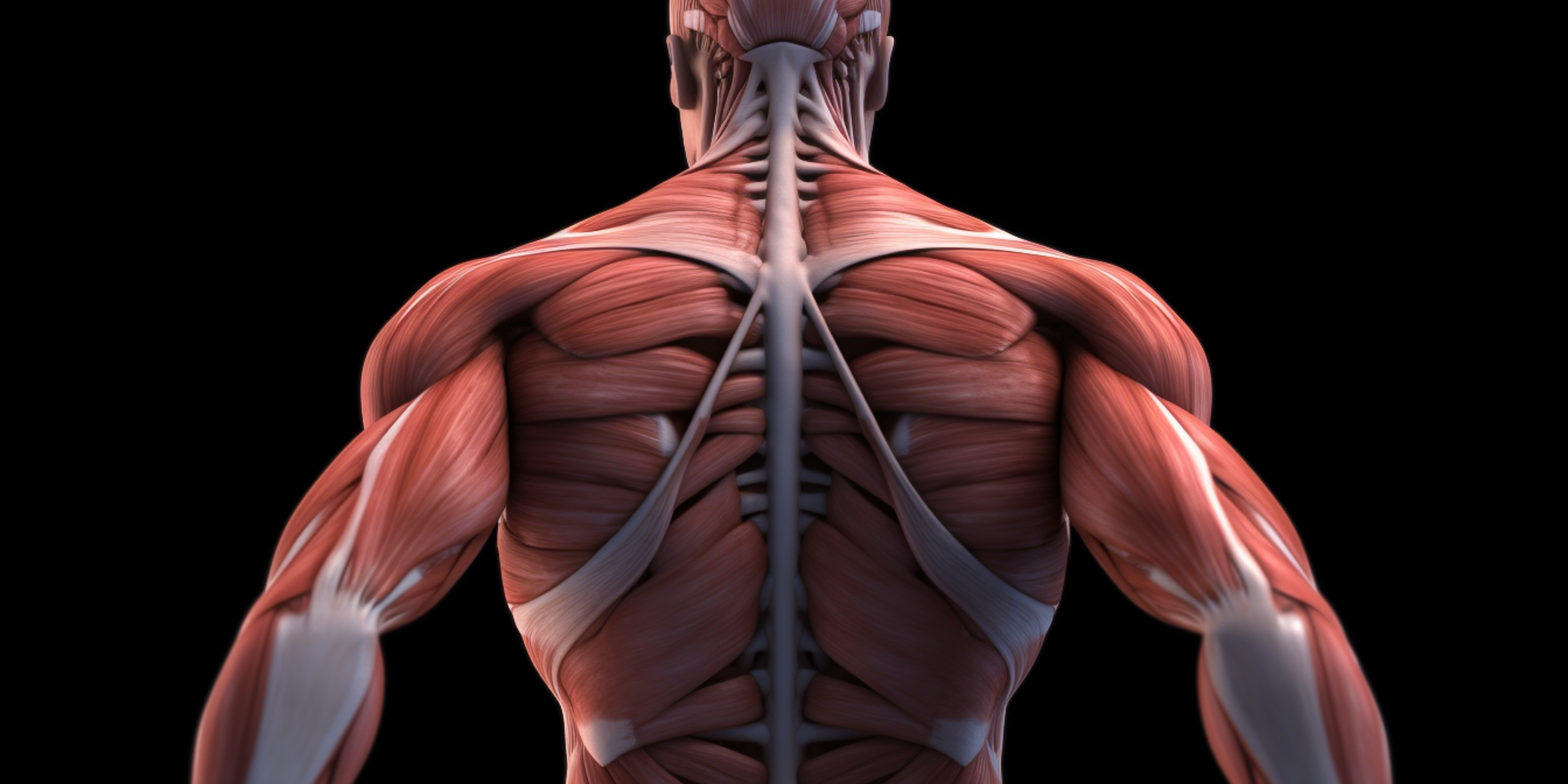 image of the trapezius on our chiropractic ce courses page