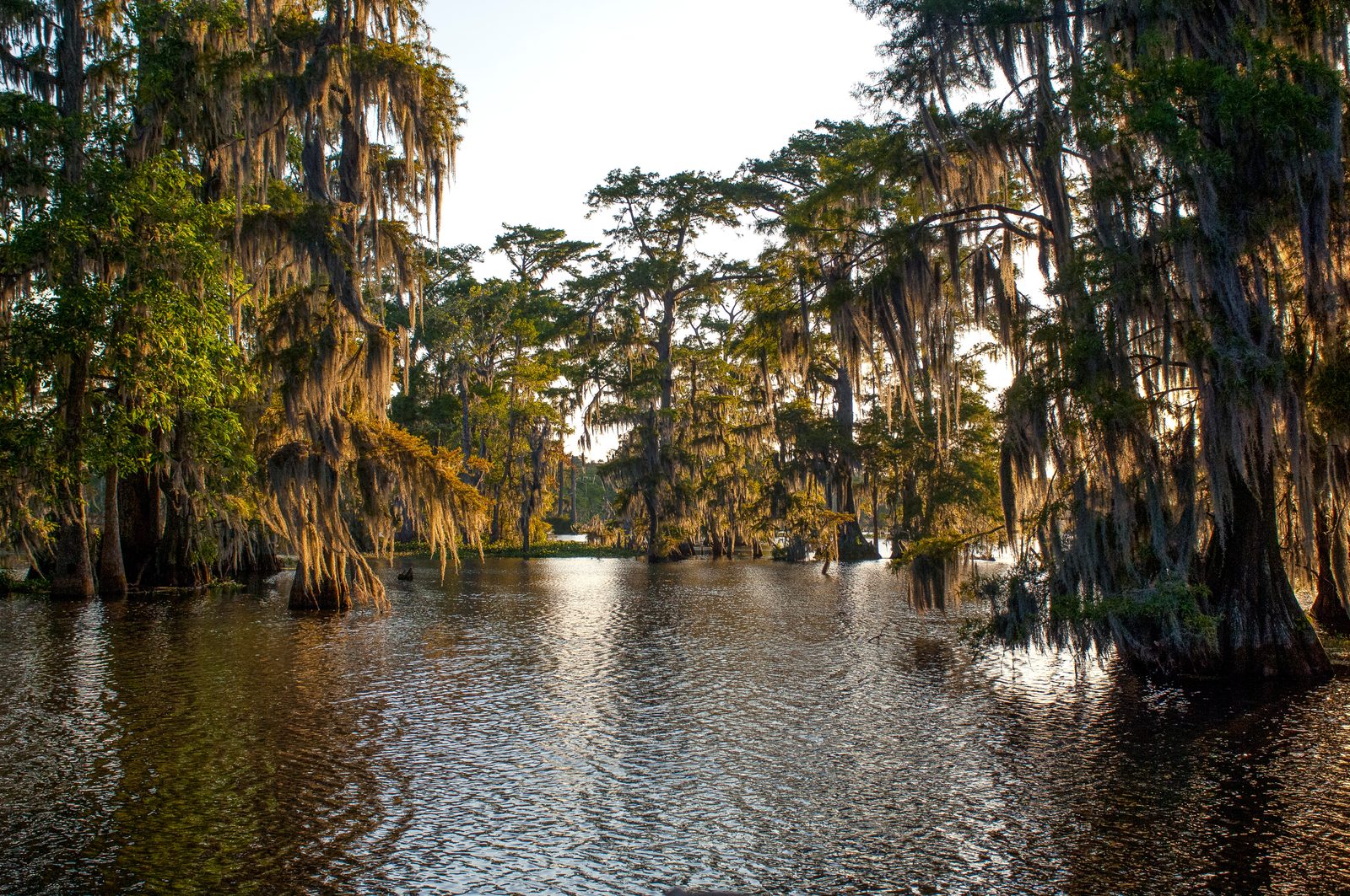 Bald cypress trees draped in Spanish moss over a Louisiana bayou at golden hour — Louisiana chiropractic continuing education requirements, Louisiana State Board of Chiropractic Examiners