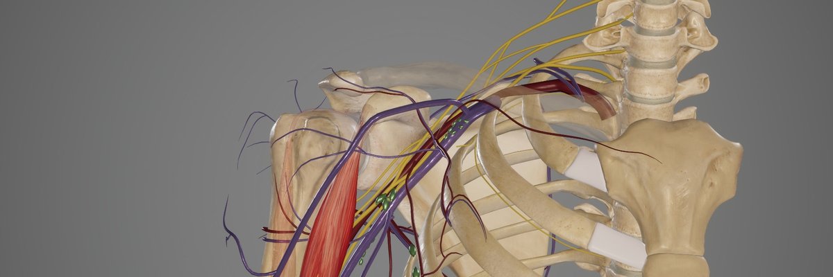 3D shoulder and brachial plexus anatomy illustrating upper body nerve entrapment for chiropractic examination.