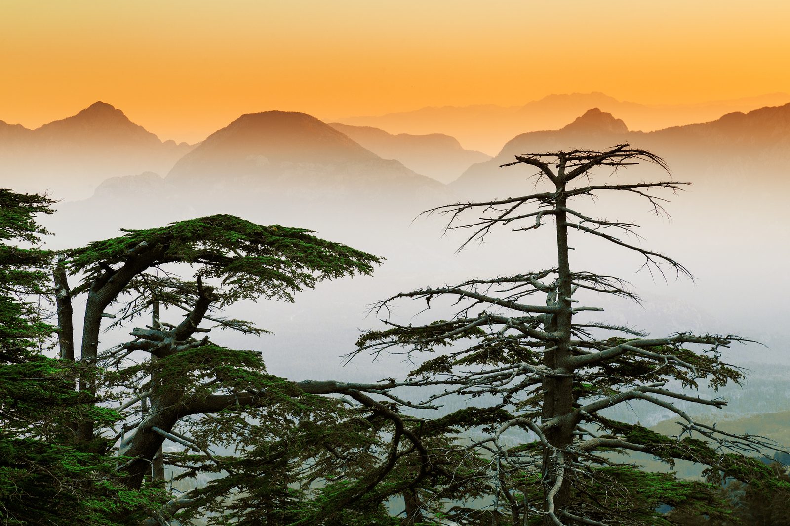 Lebanese landmark — Lebanon chiropractic continuing education requirements, CCEDseminars