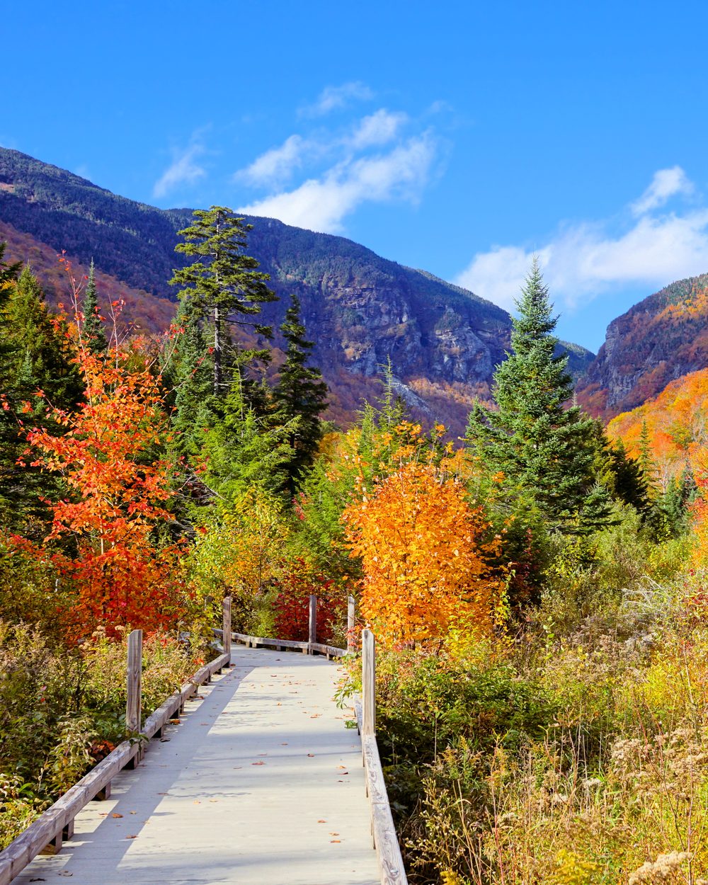 Green Mountains autumn boardwalk, Vermont — 24 chiropractic CE hours per biennium; CCEDseminars guidelines page