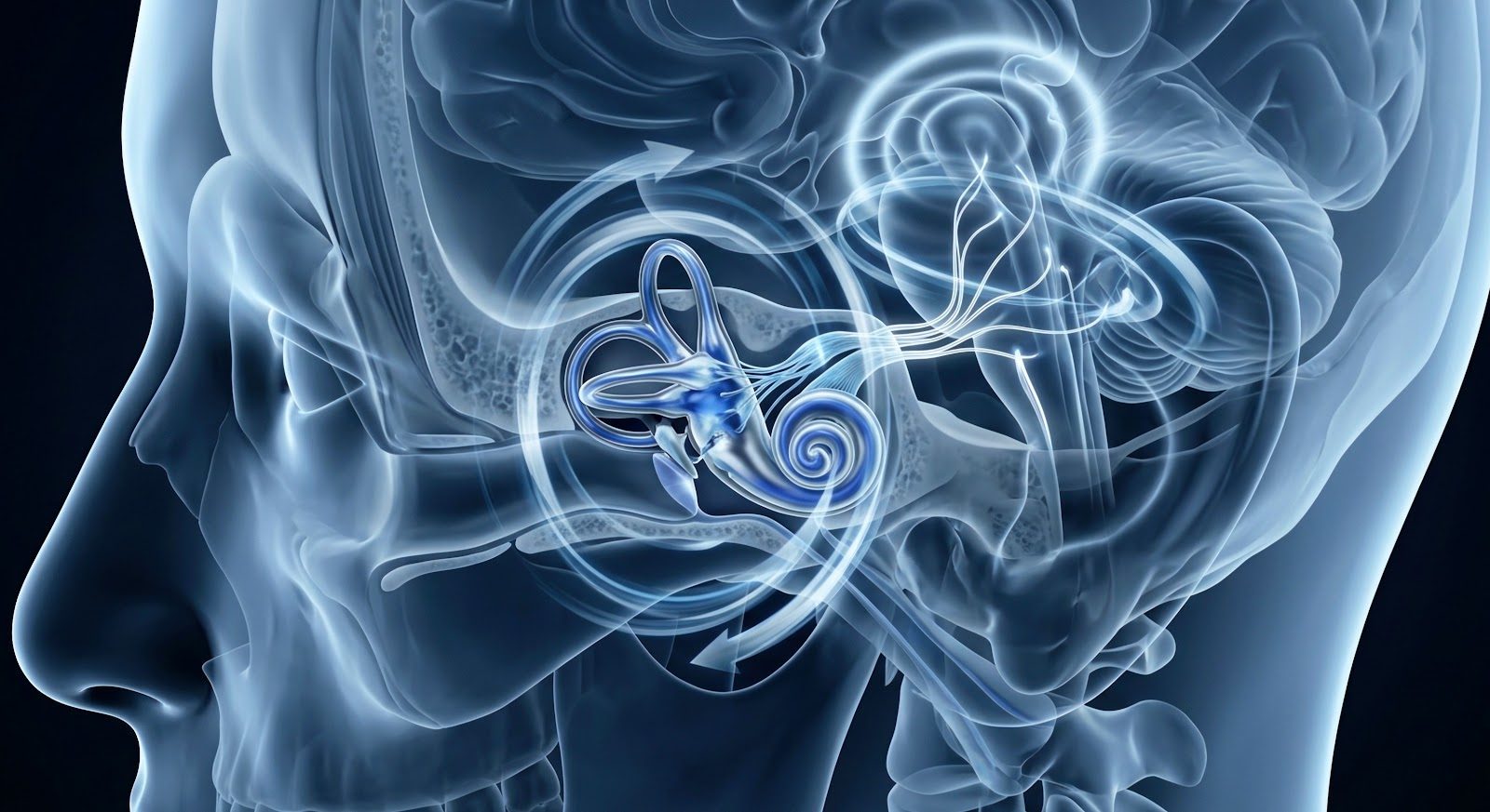 Transparent blue anatomical rendering of a human head in profile with the inner ear labyrinth &mdash; semicircular canals and cochlea &mdash; highlighted in solid blue, brain structures visible behind