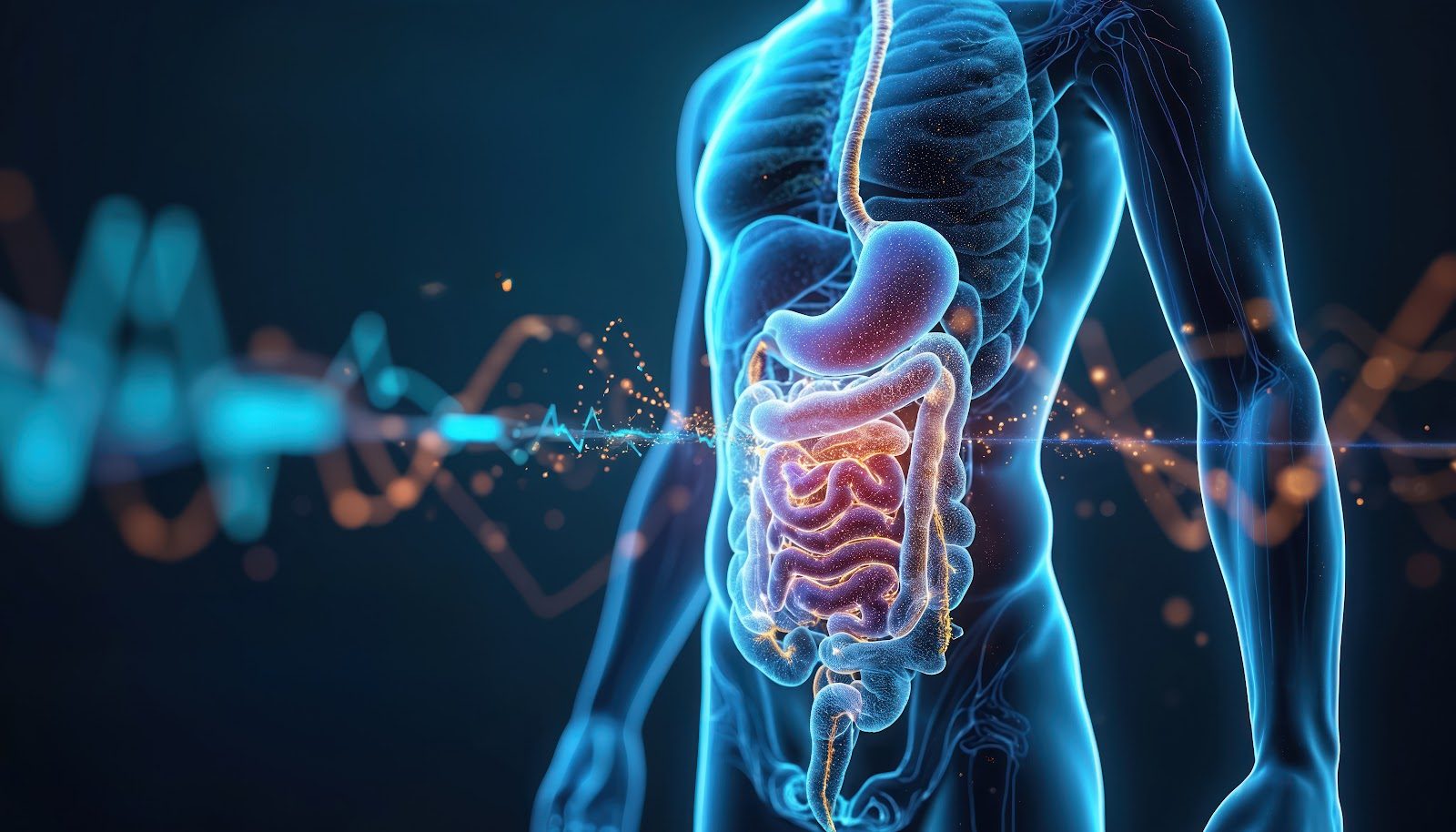 Translucent human torso with the stomach and intestines glowing orange against blue circuitry and energy lines — the gastrointestinal tract whose pathophysiology Nutrition 213 teaches chiropractors to manage nutritionally