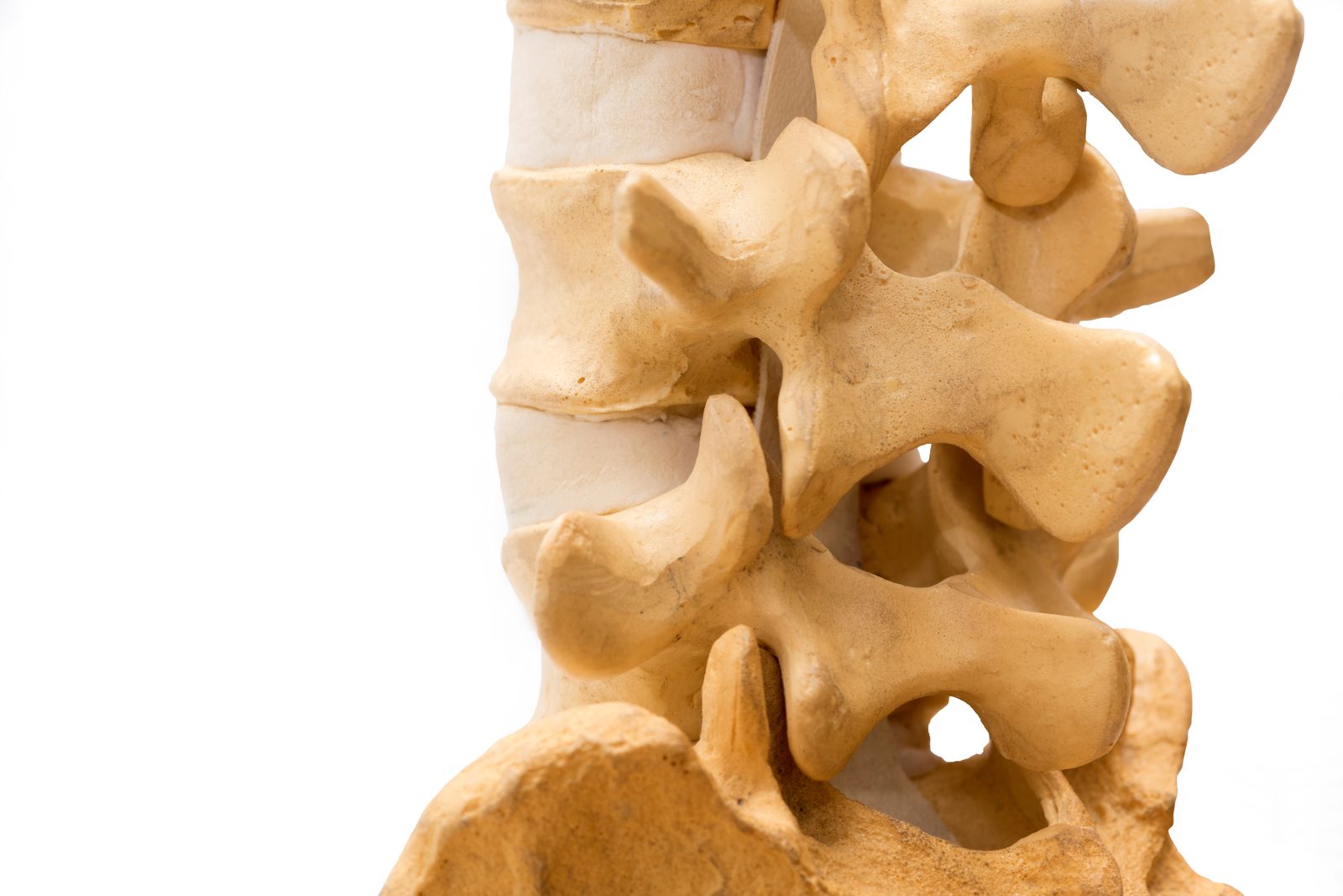 Close-up of an anatomical model of the lumbar spine, vertebrae, and sacrum on a white background — Orthopedics 226: Gait & Lumbar Spine, a 2-hour chiropractic CE course