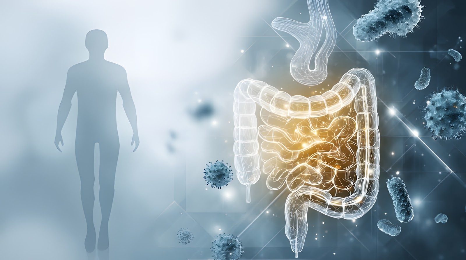 Soft illustration of a human silhouette with the intestinal tract glowing gold and beneficial gut bacteria floating beside it on a white clinical background — the microbiome complexity Nutrition 214 takes chiropractors into beyond the GI fundamentals