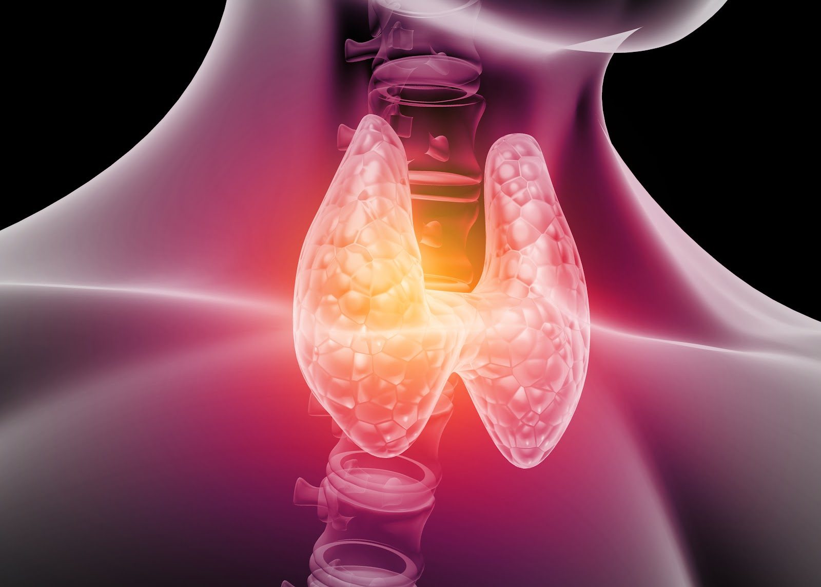 A glowing 3D thyroid gland rendered inside a translucent neck and upper chest — the hypothalamic-pituitary-thyroid axis and thyroid hormone conversion that Nutrition 222 teaches chiropractors to assess beyond TSH