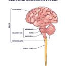 Dr. Howard Benedikt presenting a functional medicine framework for chronic headache and migraine management.
