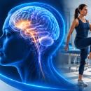 CCEDseminars November 2026 chiropractic CE webinar preview: brain health, functional movement, and clinical documentation