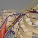 02/10/2026 7 - 9 PM CT Physical Examination 312: Upper Body Nerve Entrapment image