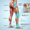 High-resolution anatomical illustration of the lower extremity joint chain, including the hip, knee, and ankle, designed for clinical analysis of collaborative chiropractic care and multidisciplinary rehabilitation.
