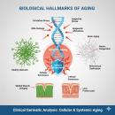 Large-scale clinical illustration of the biological hallmarks of aging, showcasing cellular oxidative stress and neuro-muscular degeneration for chiropractic geriatric analysis.