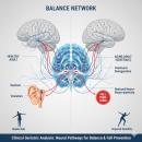 High-resolution clinical illustration of the neural pathways for balance and coordination, highlighting the vestibular system and cerebellum interaction for geriatric chiropractic analysis.