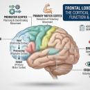 High-resolution anatomical diagram of the frontal lobe, highlighting functional areas such as the prefrontal cortex, Broca’s area, and the motor cortex for clinical chiropractic neurology analysis.