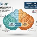 High-resolution anatomical diagram of the cerebellum, highlighting functional zones such as the vermis and hemispheres, and tracing the pathways for postural control and coordinated motor output.