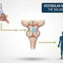 High-resolution anatomical diagram of the vestibular system, featuring the semicircular canals and otolith organs, highlighting the neural pathways for the Vestibular Spinal Reflex (VSR).
