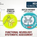 A clinical diagram of the reflex arc, showing the sensory receptor, the afferent pathway to the spinal cord, interneuron integration, and the efferent motor neuron pathway for a rapid muscle response.