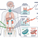 Nutrition 217: Endocrine Disruptors in Health & Disease | CCEDseminars image