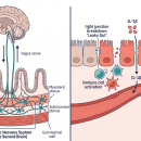 Clinical dual-panel diagram of the gut-brain connection showing the enteric nervous system (ENS) with myenteric and submucosal plexus, bidirectional vagus nerve pathway, serotonin and GABA neurotransmitters, gut barrier dysregulation with tight junction breakdown, and microbiome diversity inset — Nutrition 221 chiropractic CE course.