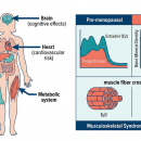 Clinical illustration showing estrogen's systemic effects on musculoskeletal, cardiovascular, brain, and metabolic health during menopause — estrogen receptor pathway diagram with bone density comparison, muscle fiber cross-section, and cardiovascular risk progression — Nutrition 226 chiropractic CE course.