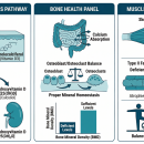  Clinical vitamin D pathway diagram showing UV skin synthesis, liver 25-hydroxylation, kidney 1-alpha-hydroxylation to active 1,25(OH)2D, vitamin D receptor (VDR) signaling in bone and skeletal muscle, calcium absorption pathway, and bone mineral density comparison chart — Nutrition 227 chiropractic CE course.