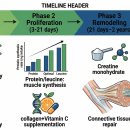 Clinical sports injury nutrition diagram showing three-phase soft tissue healing timeline (inflammation, proliferation, remodeling), protein and leucine intake chart for muscle preservation, collagen-vitamin C supplementation protocol, omega-3 anti-inflammatory pathway, and creatine loading schedule for athlete recovery — Nutrition 229 chiropractic CE course.