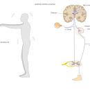 Orthopedics 209: The Romberg sign | Chiropractic CE image