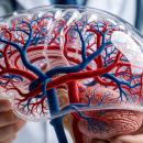 Clinician in a white coat holding a transparent model of the human brain with its arteries in red and veins in blue branching through the hemispheres, brainstem and cerebellum — the cerebrovascular anatomy behind stroke and cervical artery dissection, the subject of Physical Examination 204: Cerebral and Vascular Risks, a two-hour chiropractic CE course from CCEDseminars