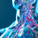 Translucent three-dimensional rendering of the neck and shoulder girdle with the nerves and blood vessels of the cervical and brachial region traced in blue and red against a dark blue background — the nerves examined in Physical Examination 211: Upper Body Nerve Entrapment, a two-hour chiropractic CE course from CCEDseminars