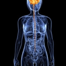 Nutrition 221: The Gut/Brain Connection image