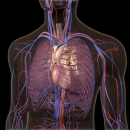 Neurology 231: Ribs and Breathing image