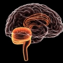 Neurology 206: Functional Neurology – Clinical Aspects of the Cerebellum image