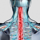 Sports Injuries 210: Head & Neck Injuries in Sports image